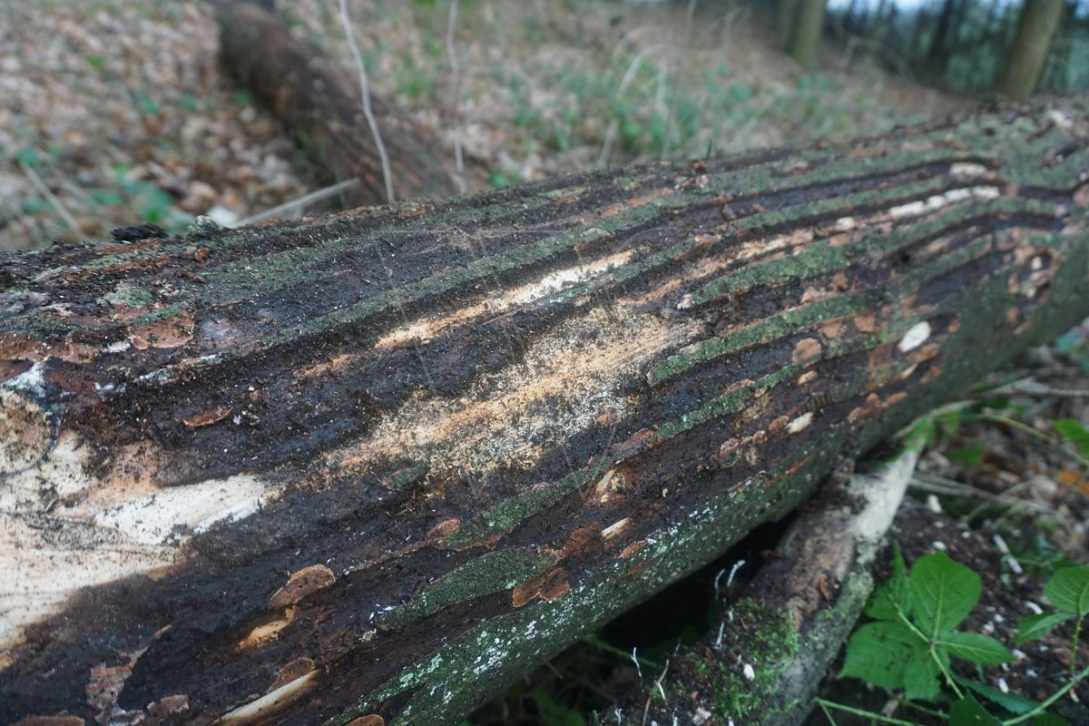 Eder Messen Schorskever Op Schilmachines 3 Eder Messen Schorskever Op Schilmachines - Afbeelding 3