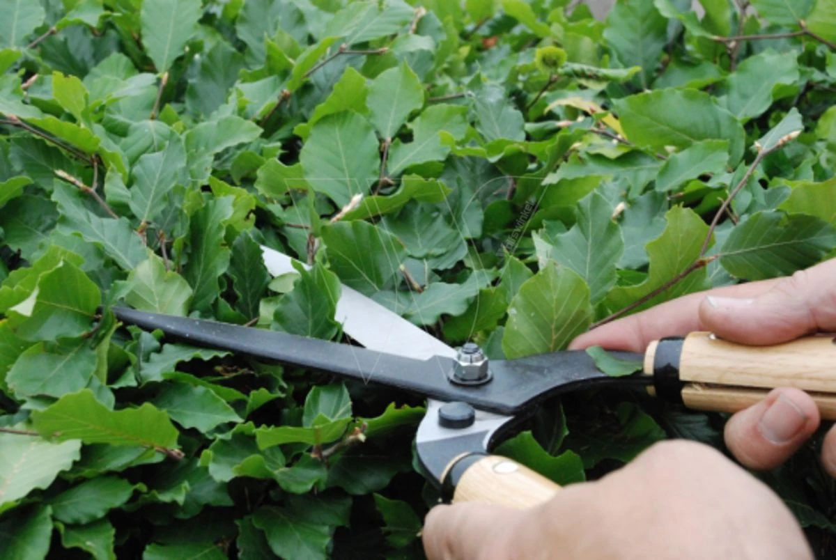 Okatsune Heggenschaar 214 Lange Greep 2 Okatsune Heggenschaar 214 Lange Greep - Afbeelding 2