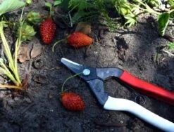 Okatsune Oogstschaar 301 -Husqvarna || Gardena Verkoop KST301 3 Okatsune20Oogstschaar2030120Gebogen20Bek