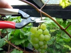 Okatsune Oogstschaar 301 -Husqvarna || Gardena Verkoop KST301 4 Okatsune20Oogstschaar2030120Gebogen20Bek