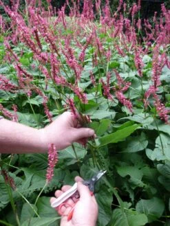 Okatsune Bloemenschaar 304 Lange Bek 15 Okatsune Bloemenschaar 304 Lange Bek -Husqvarna || Gardena Verkoop KST304 8 Okatsune20Bloemenschaar2030420Lange20Bek
