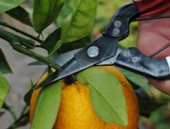 Okatsune Stekschaar 307 Harde Stengels -Husqvarna || Gardena Verkoop KST307 3 Okatsune20Stekschaar2030720Harde20Stengels