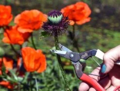 Okatsune Stekschaar 307 Harde Stengels -Husqvarna || Gardena Verkoop KST307 6 Okatsune20Stekschaar2030720Harde20Stengels