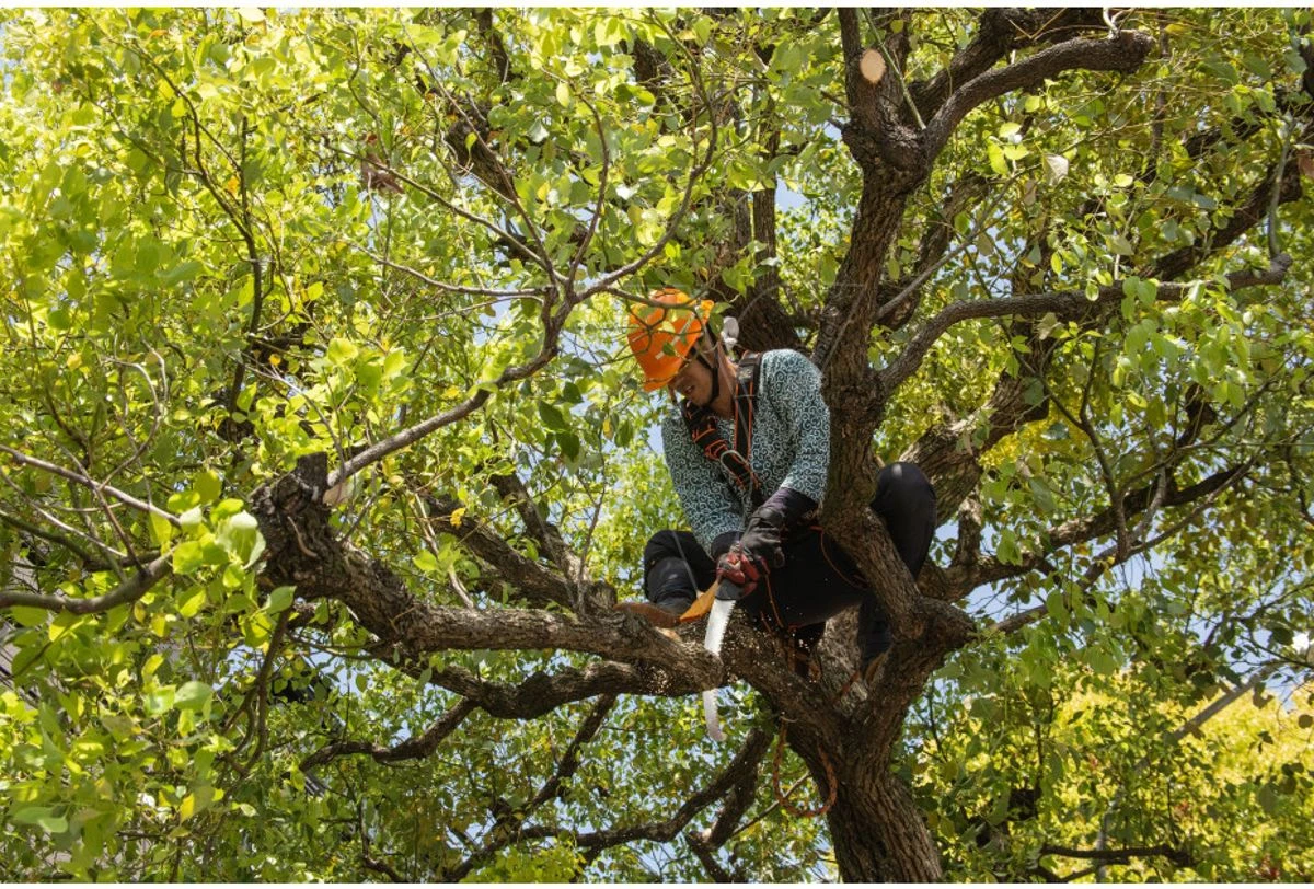 Silky Sugoi Boomverzorging Zaag 33 Cm 5 Silky Sugoi Boomverzorging Zaag 33 Cm - Afbeelding 5